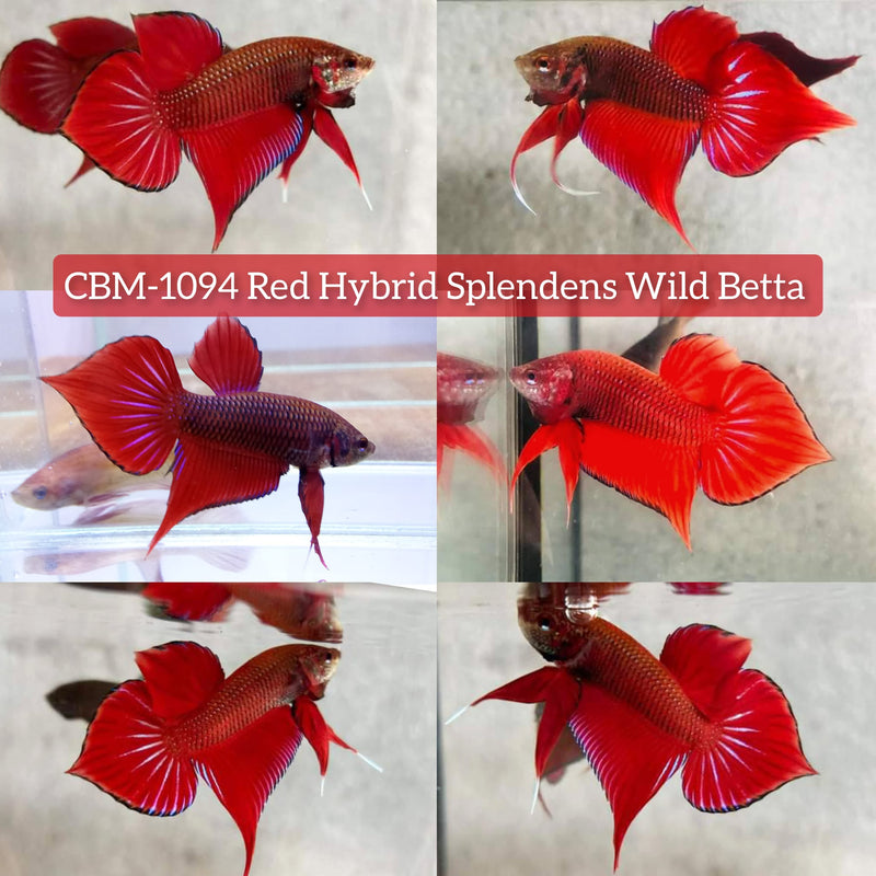 RED HYBRID SPLENDENS Male Wild Betta (CBM-1094) BUY 4 GET 1 FREE MIX & MATCH