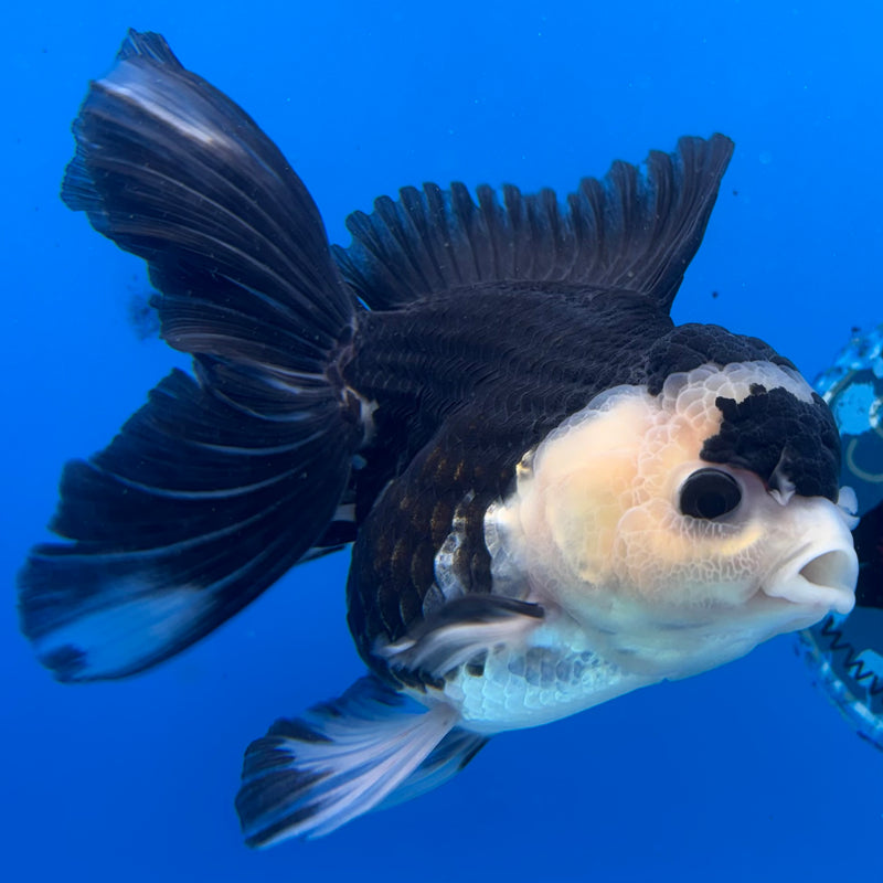 Thai Oranda Panda 3.5" Female(CK-1532)R2A05