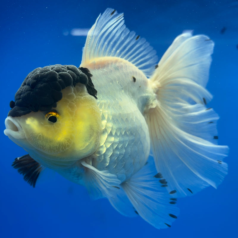 Thai Oranda NOK AA Medium Breed Peacock Tail Lemon Head Panda 4” Body Female(CK-805)R1A08