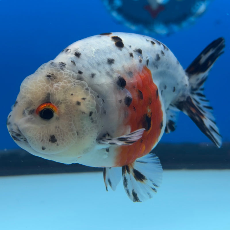 Thai Ranchu Tri-Color Calico 3.5” Body Male(CK-945)R2C03