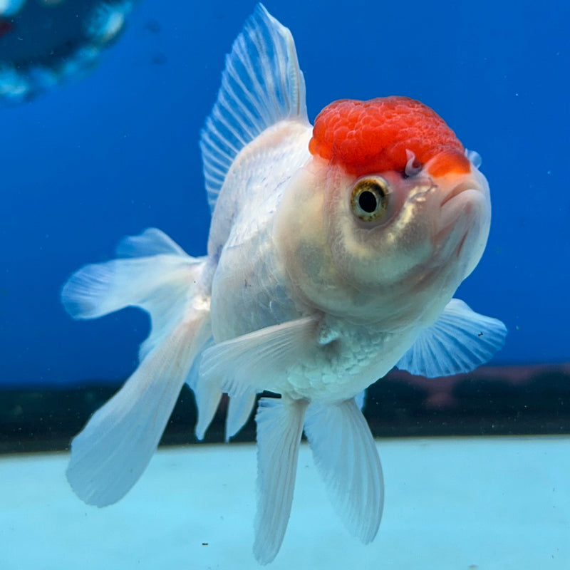 Thai Red-Cap Oranda 2.5”Body Female (JCD-173)R3B16