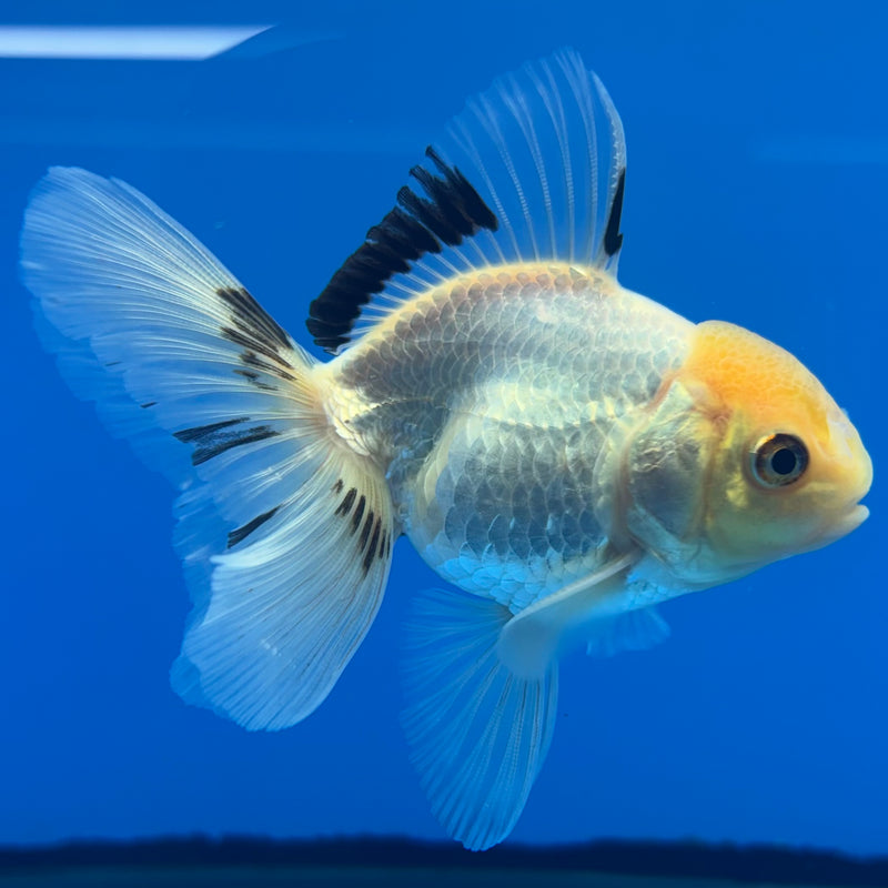 Thai Oranda Lemon Head White Panda 2.5” Body Male(CK-1314)R3B12