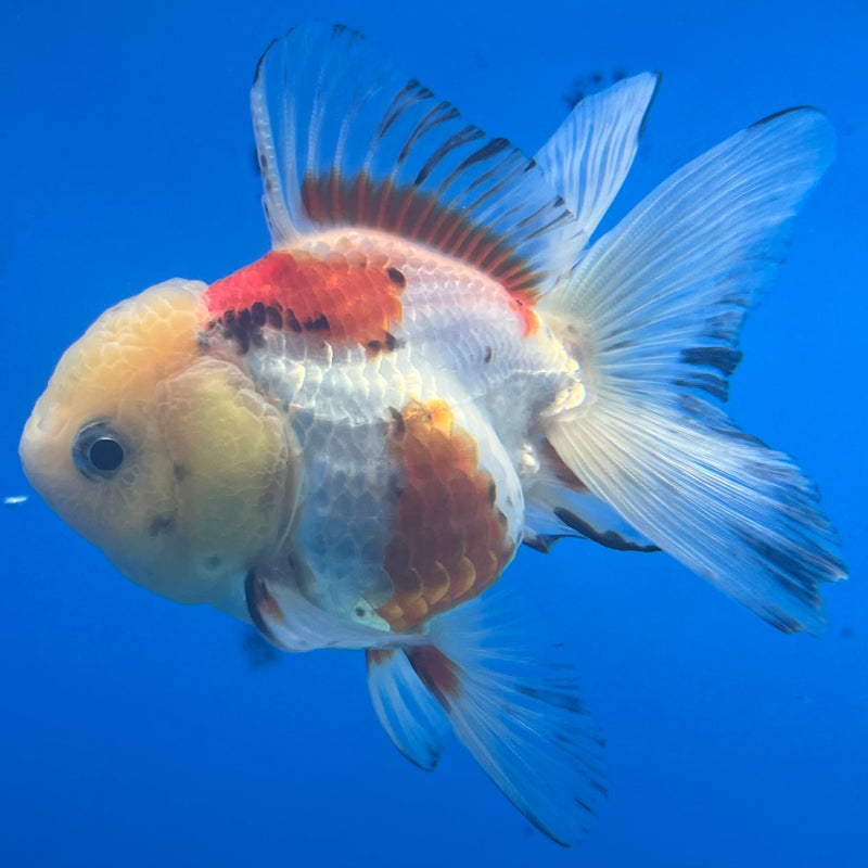 Thai Oranda Lemon Head Tri-Color 2.5” Body Female(CK-1295)R3B19