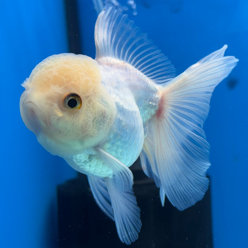 Thai Oranda White 3” Body Female(CK-981)R3B08