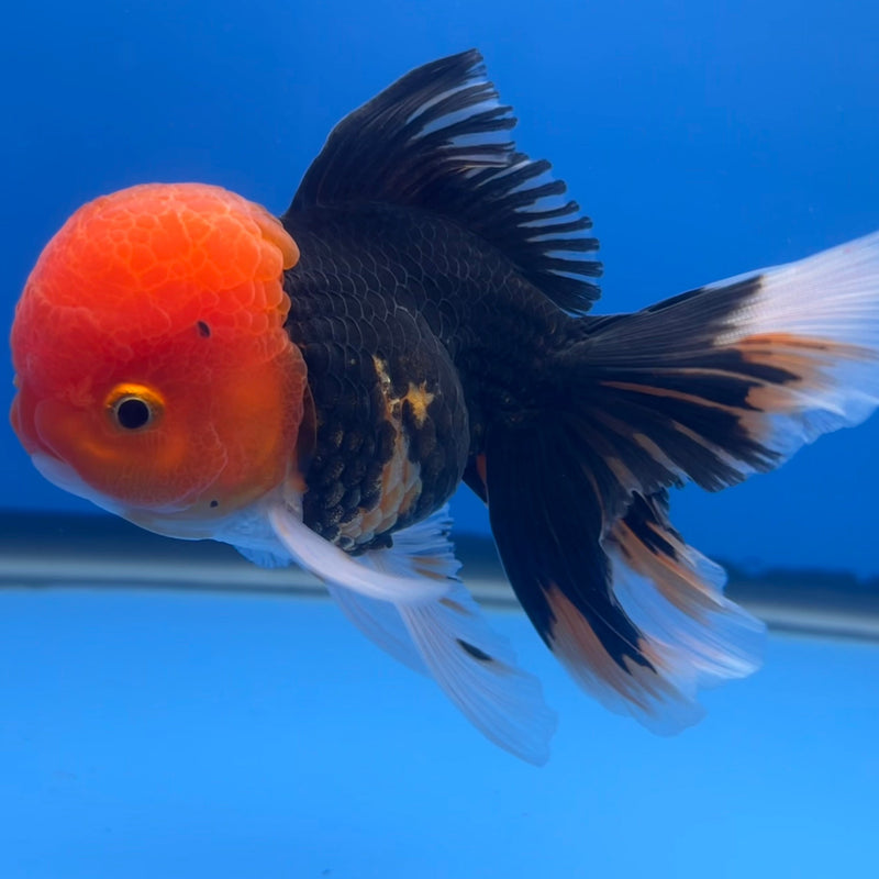 Thai Oranda Apache 3” Body Male(CK-665)R1B08