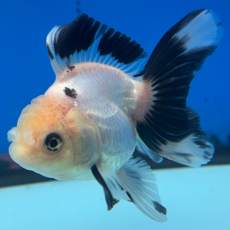 Thai Oranda NOK Panda 2.5” Body Male(NOK-CK-1179)R3B16