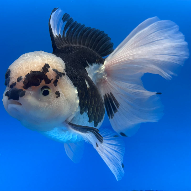 Thai Oranda AA JUMBO Panda 4” Body Female(AA-CK-1352)R1BLUETUB3