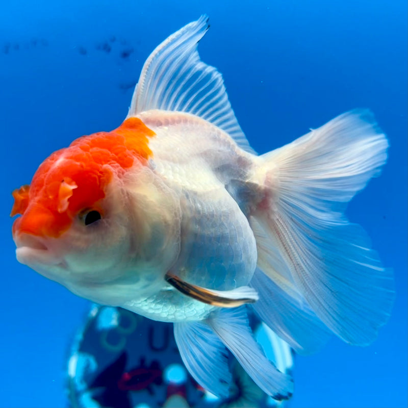 Thai Oranda White/Red Cap 2.5” Body Female(CK-1120)R3A16
