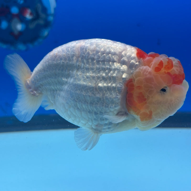Thai Ranchu Lemon Head/White/Red Calico 3.5" Body Male(CK-894)R1A11