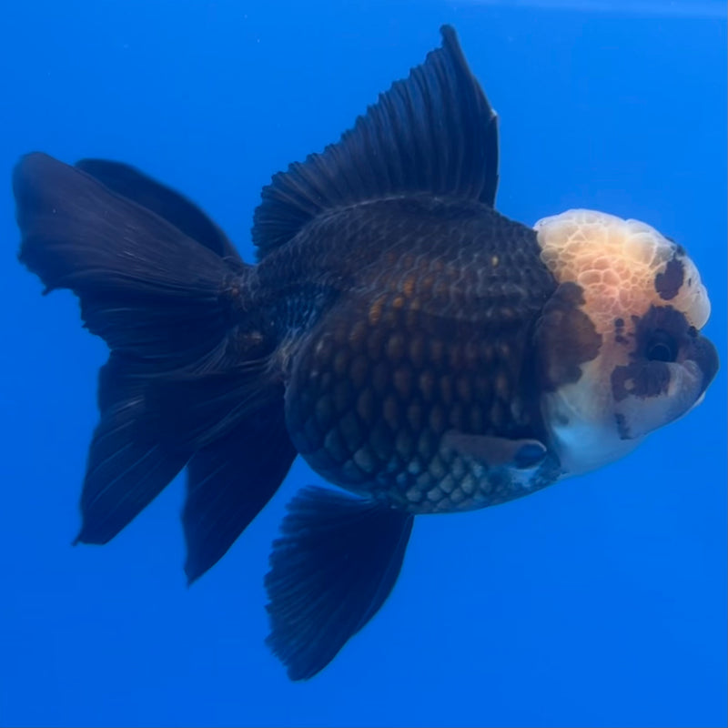 Thai Oranda Panda 3” Body Female(CK-1225)R1B08