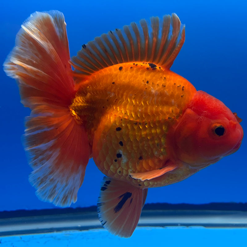 Thai Oranda JUMBO Spotted Full Red 4.5” Body Male(QGF-CK-1321)BLUETUB1