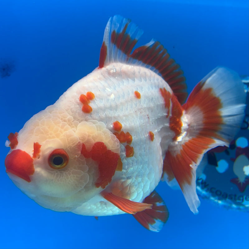 Thai Oranda Red/White 4.5” Body Female(CK-1448)R1BLUETUB1