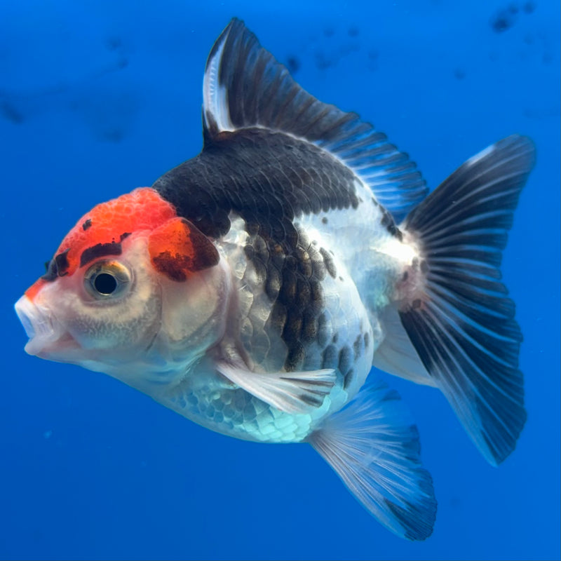 Thai Oranda NOK Tri-Color 2.5” Body Male(NOK-CK-1173)R3B18