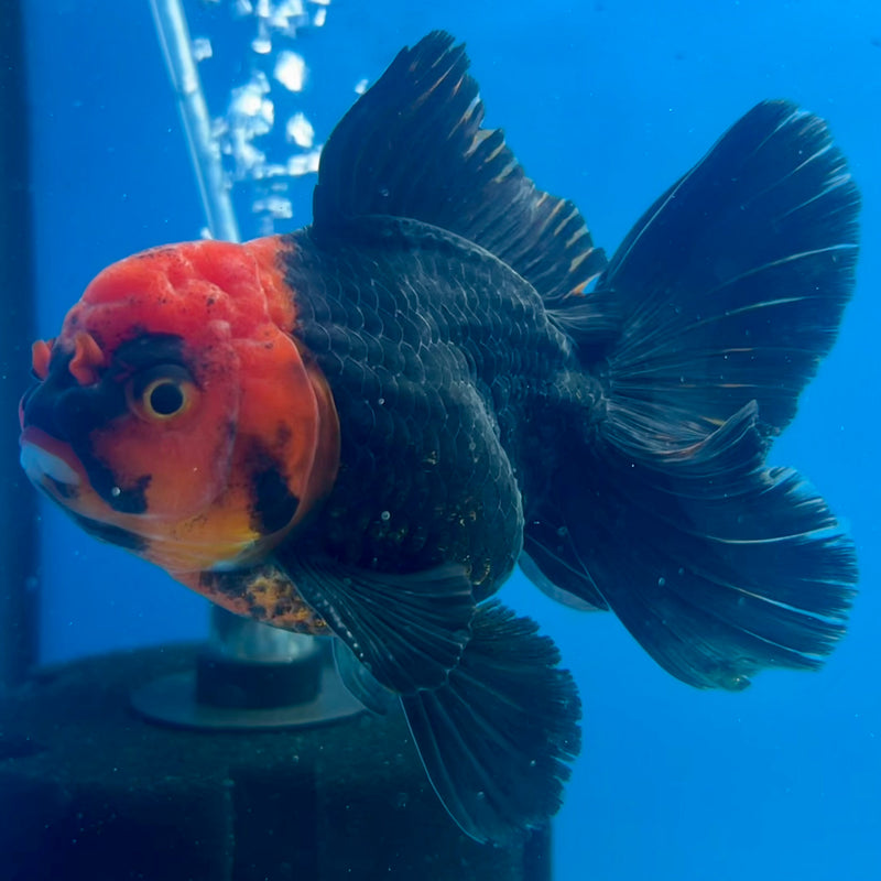 Thai Oranda Black Body Red Cap/Apache 3.5” Body Male(CK-1102)SHOWTANK2