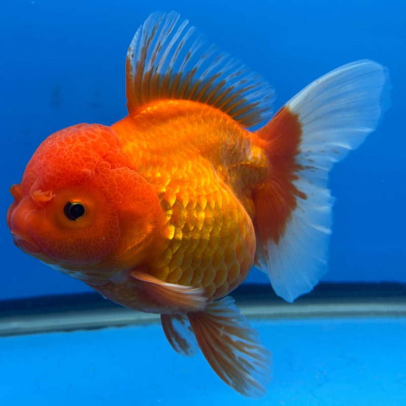 Thai Oranda Red/White 4” Body Female(CK-813)R1A02