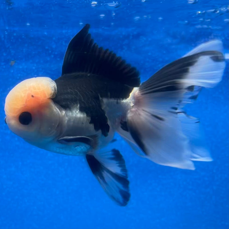 Thai Oranda Panda 3” Body Male(CK-1215)R1A09