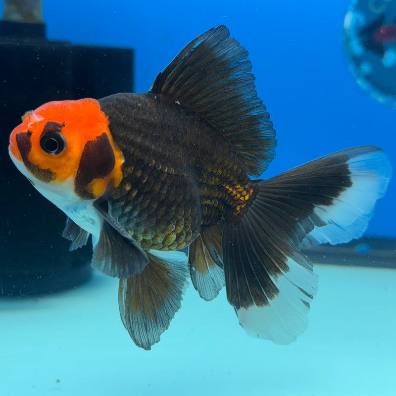 Thai Oranda Black Body Red Cap 3” Body Male(CK-869)R3A15