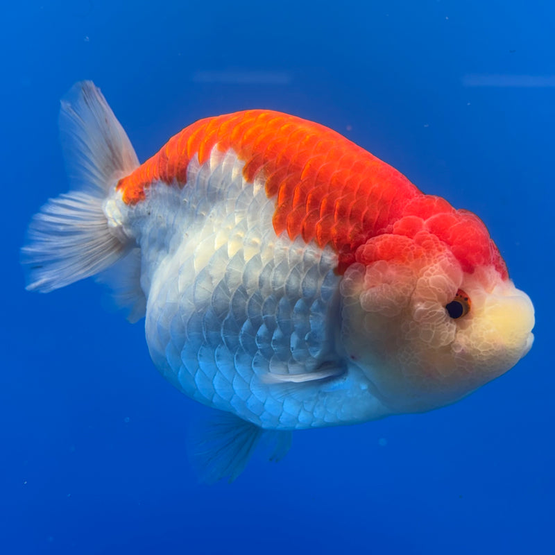 Thai Ranchu Lionchu Super Jumbo Red/White 5” Body Female(CK-762)SHOWTANK