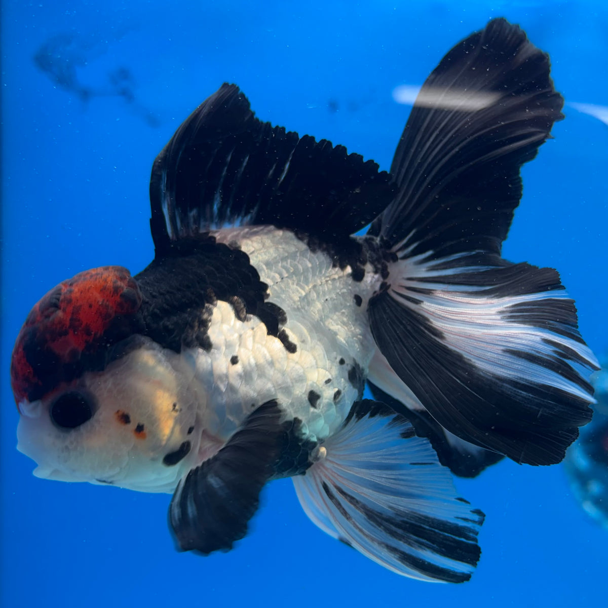 Thai Oranda Tri-Color 3.5” Male(CK-1626)R2A07