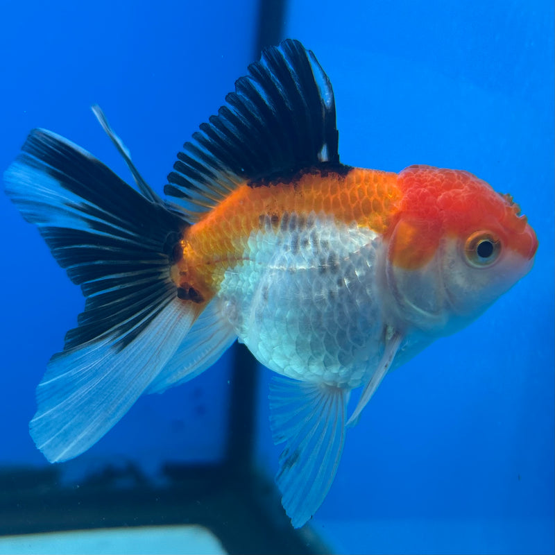 Thai Oranda Apache 2.5” Body Female(CK-1286)R3B02