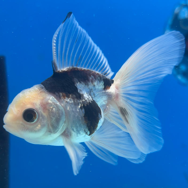 Thai Oranda Panda 2” Body Male(CK-1016)R3B14