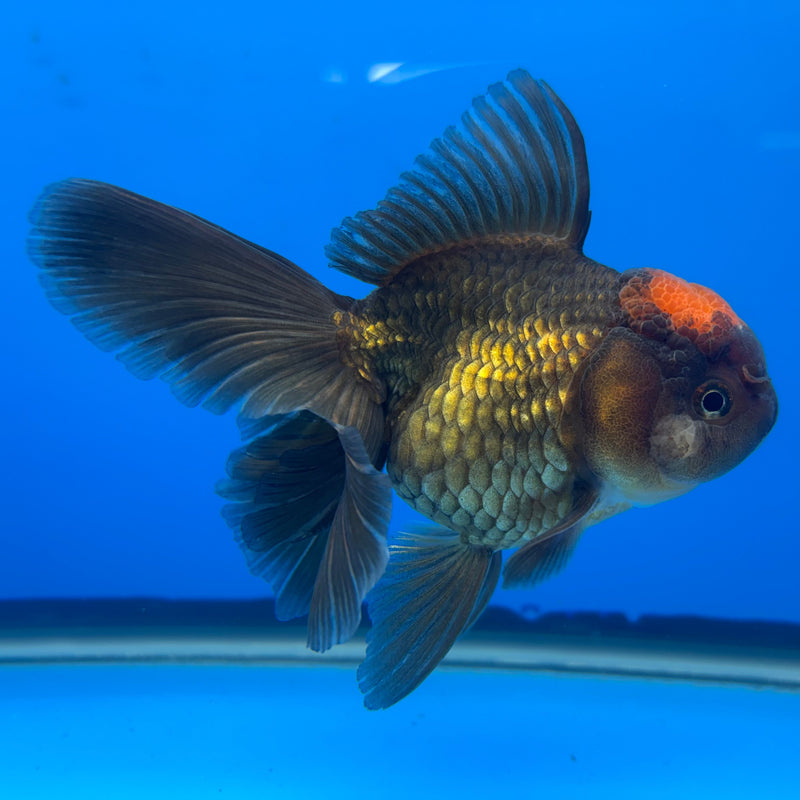 Thai Oranda Black Body Red Cap 3” Body Female(CK-674)R1B10
