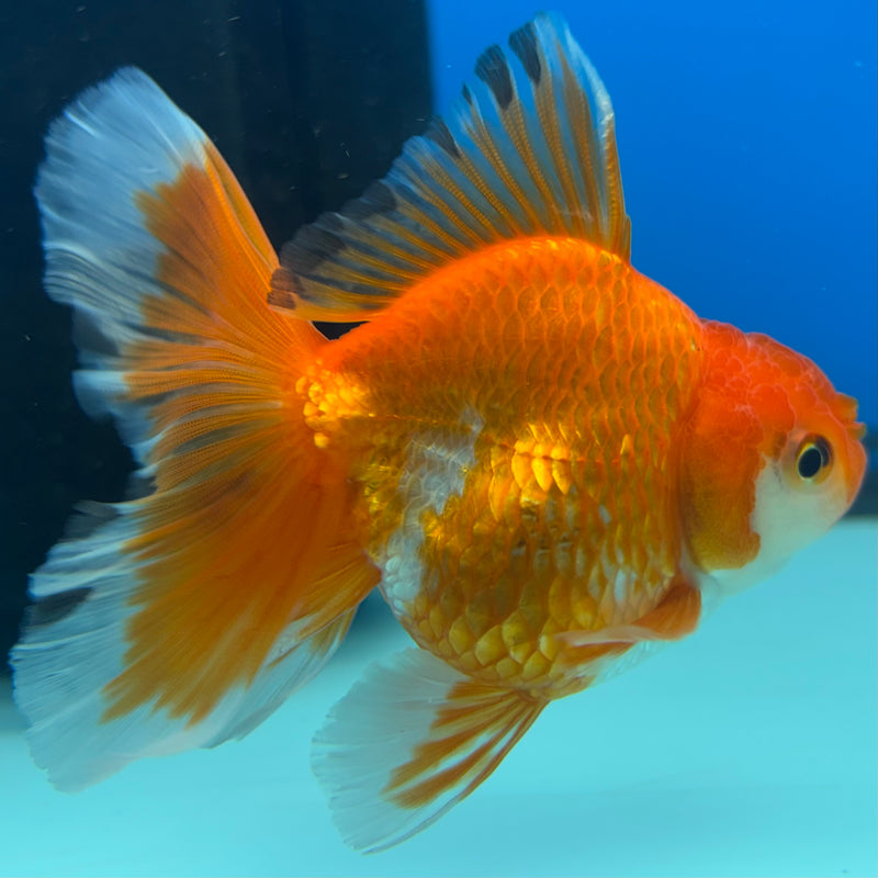 Thai Oranda Tri-Color 2.5” Body Female(CK-862)R3B16