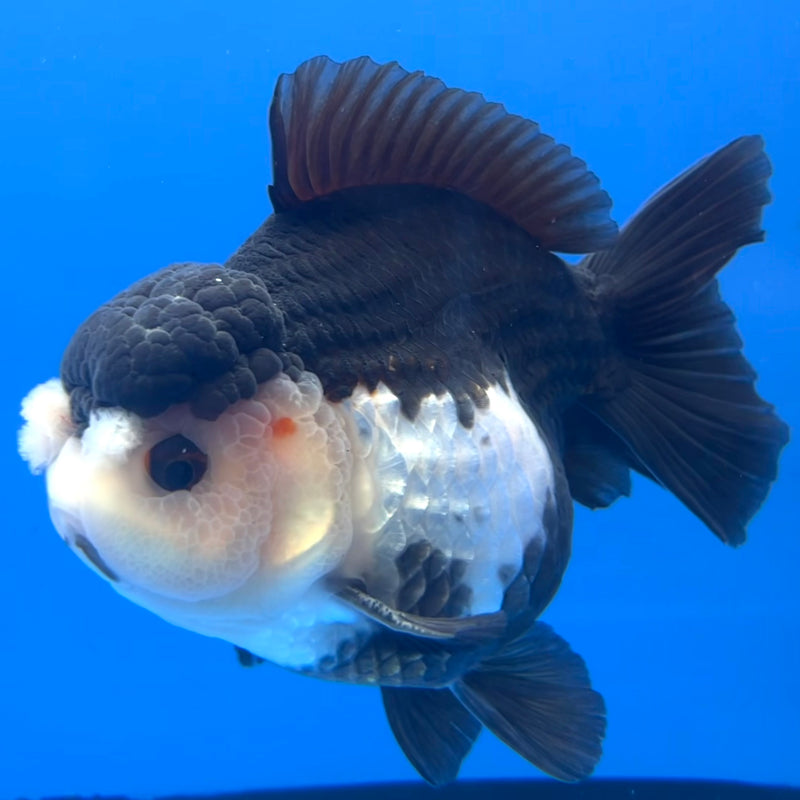 Thai Premium Oranda Yuanbao Panda 4” Body Male(CK-751)R1BlueTub4