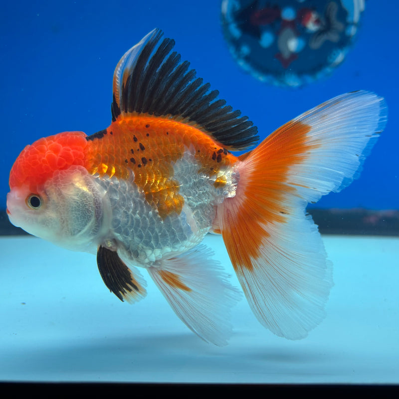 Thai Oranda Apache/Tri-Color 3” Body Male(CK-954)R3B17