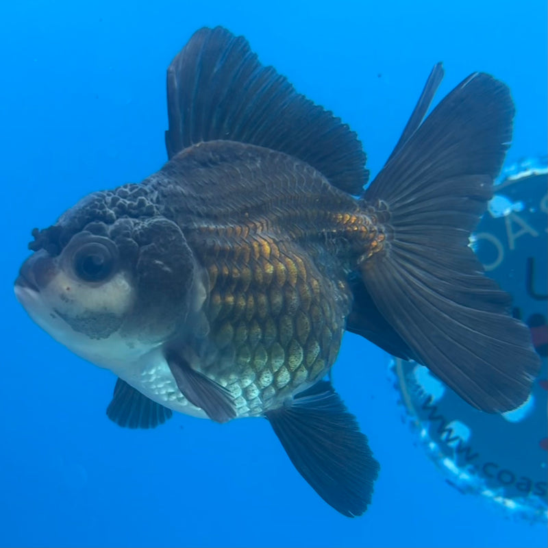 Thai Oranda Panda 2.5” Body Male(CK-1431)R3B16