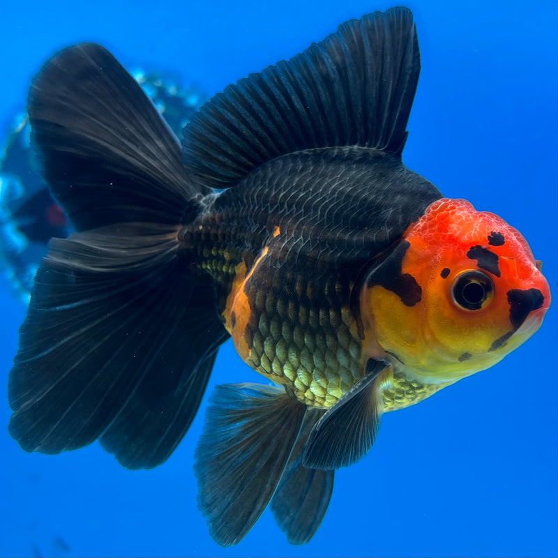 Thai Oranda Apache 3” Body Male(CK-1406)R1B09
