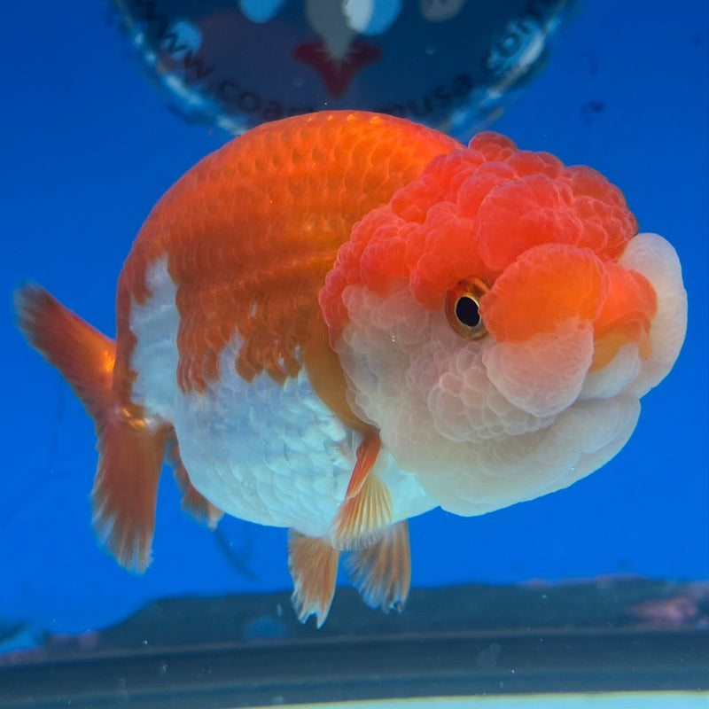 Thai Ranchu Red/White 3.5” Body Female(CK-1122)R1B05