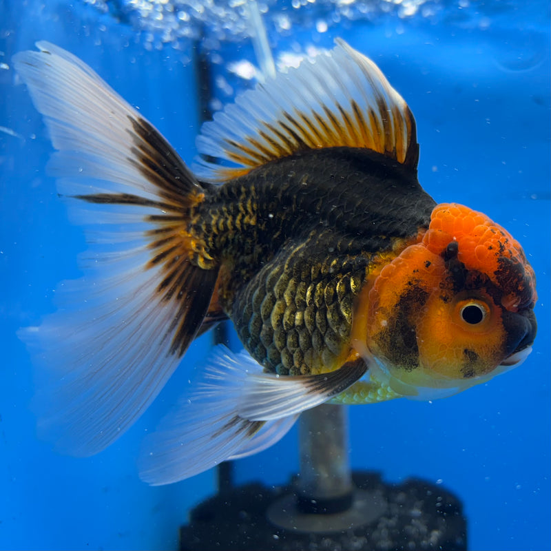 Thai Oranda Apache 3.5” Body Male(CK-933)R1BLUETUB4