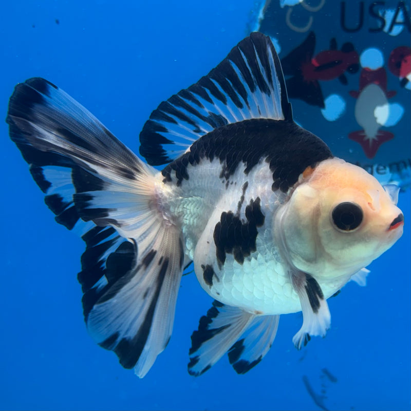 Thai Oranda Panda 3” Body Male(CK-1401)R1B09