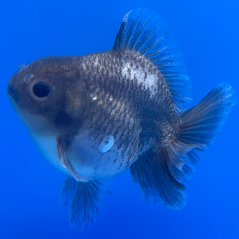 Thai Oranda SHOGUN 2.5” Body Male(CK-735)R1A09