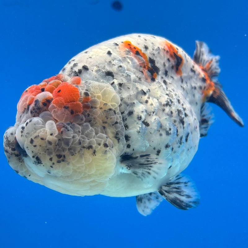 Thai Ranchu JUMBO Calico 4.5” Body Male(BIN-CK-1052)SHOWTANK2