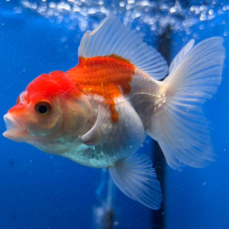 Thai Oranda Red/White 2.5" Female(CK-1549)R3A16