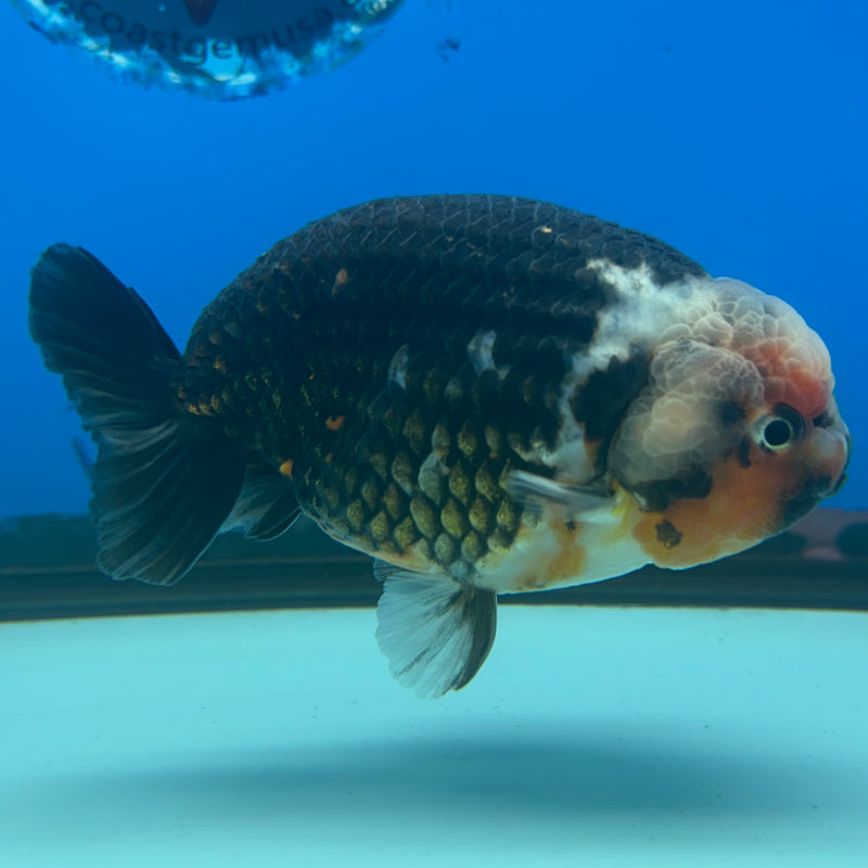 Thai Ranchu Apache Calico RARE 3.5" Body Male(CK-893)R1A11