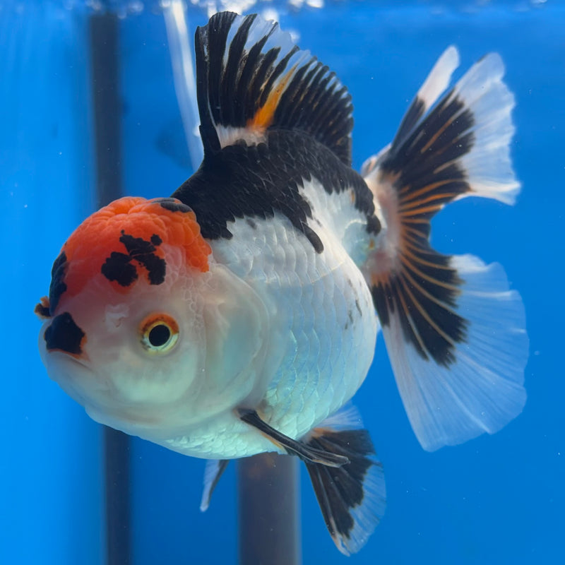 Thai Oranda Tri-Color 3.5” Body Female(BIN-CK-1069)SHOWTANK2