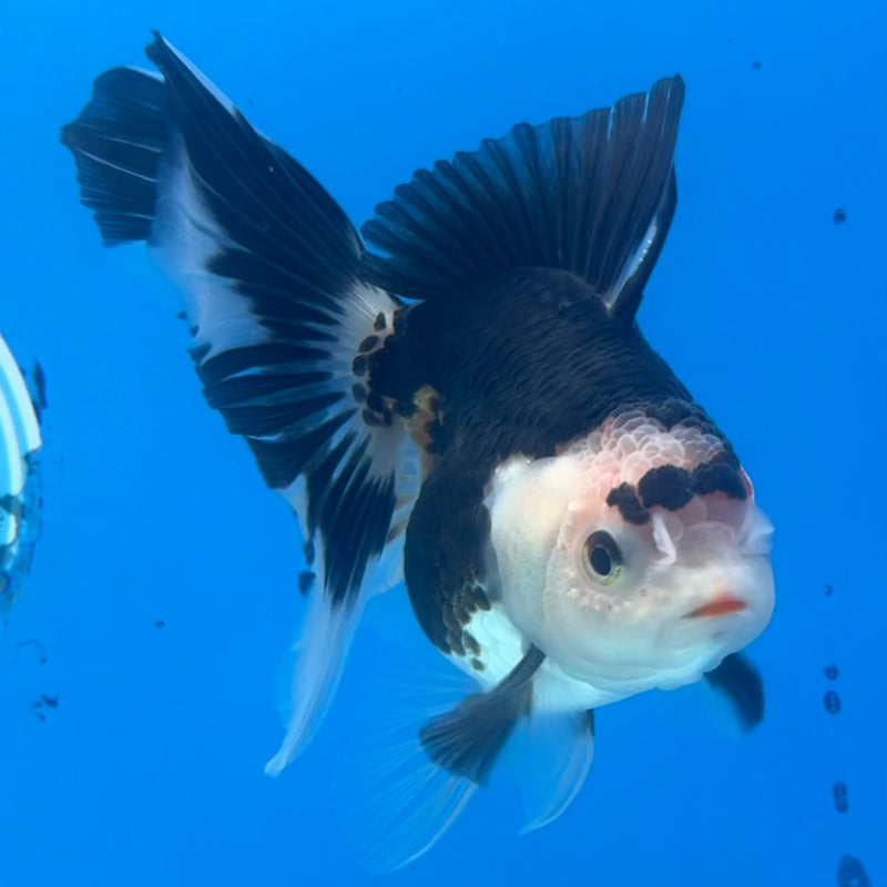 Thai Oranda Tri-Color 3” Body Male(CK-1420)R3A11