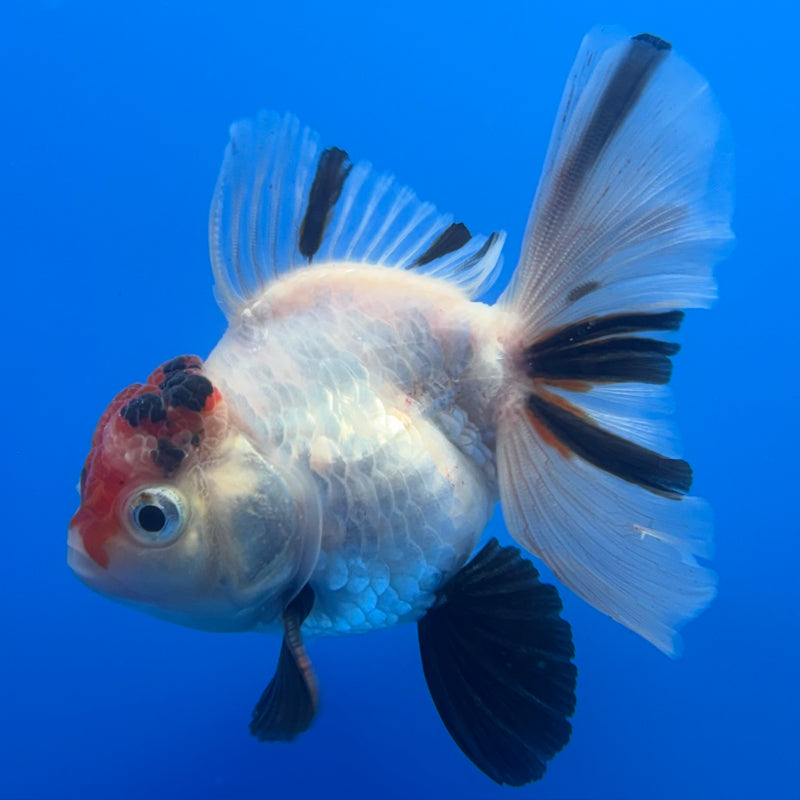 Thai Oranda Tri-Color Calico 3” Body Male(CK-718)R1A01
