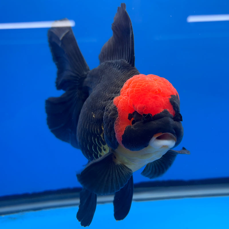 Thai Oranda JUMBO Black Body Red Cap 4” Body Male(QGF-CK-1347)BLUETUB1