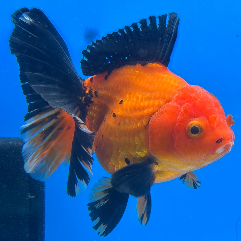 Thai Oranda Apache 4” Body Female(CK-1195)SHOWTANK
