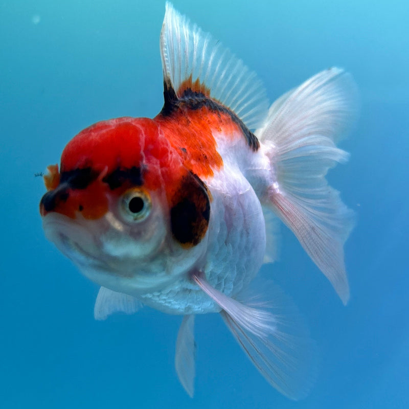 Thai Tri-Color Oranda 2.5”Body Female (JCD-080)R4B05