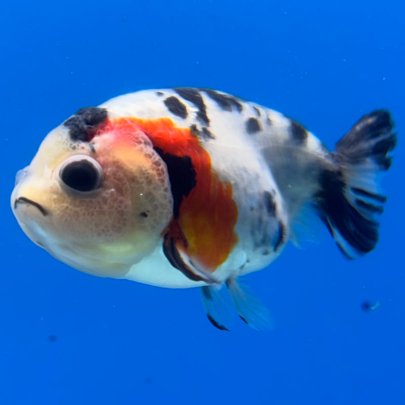 Thai Ranchu Calico 3” Body Female(CK-1389)R1A09