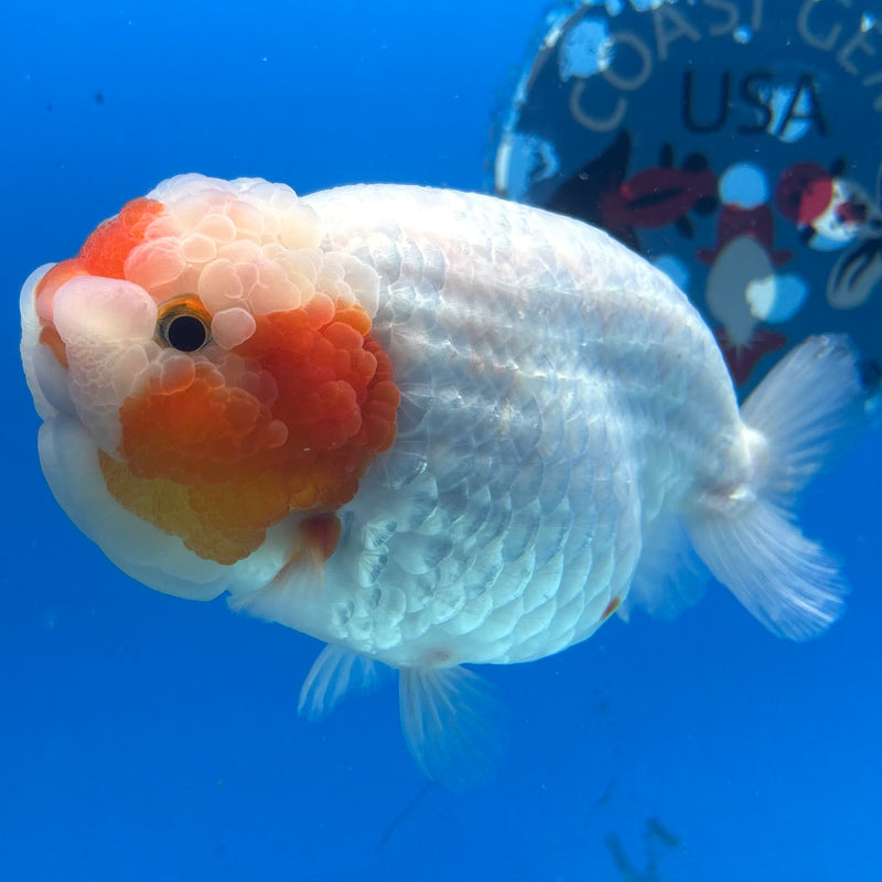Thai Ranchu Red/White 4.5” Body Female(BIN-CK-1044)SHOWTANK2