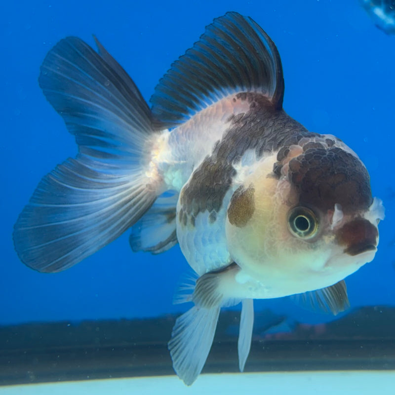 Thai Oranda Panda 3” Body Male(CK-1395)SHOWTANK2