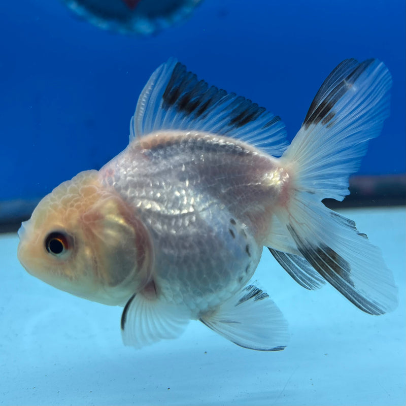 Thai Oranda Panda 2” Body Female(CK-1010)R3B15