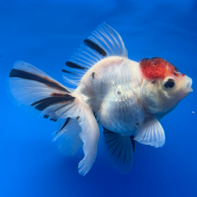 Thai Oranda Tri-Color Calico 3” Body Male(CK-718)R1A01