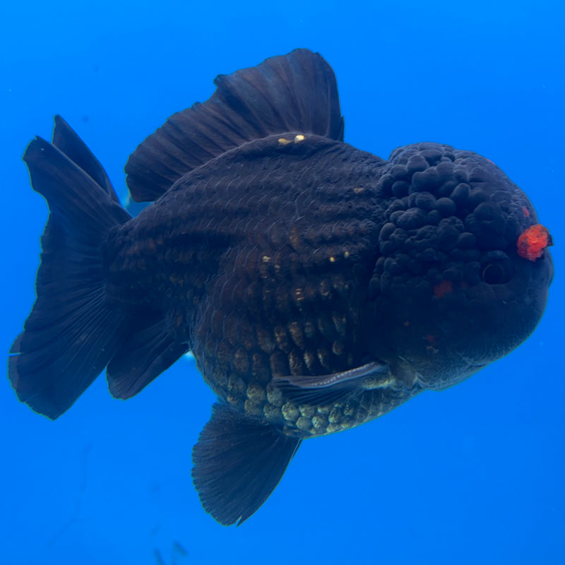 Thai Oranda Black Body Red Cap 4” Body Male(CK-1498)R2B23